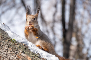 The squirrel with nut sits on tree in the winter or late autumn