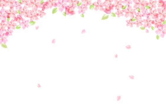 1 751 Best 葉桜 Images Stock Photos Vectors Adobe Stock