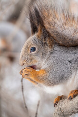 Fototapeta premium The squirrel with nut sits on tree in the winter or late autumn. Portrait of the squirrel close-up