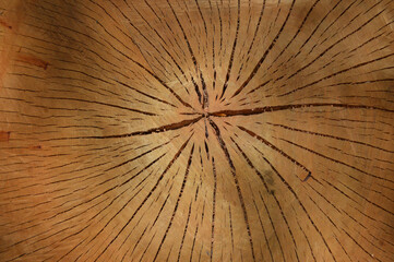 Close up of a sawn-off tree with tree rings and cracks - obrazy, fototapety, plakaty