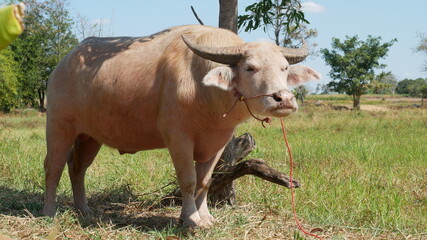 The albino buffalo, a rural animal with a unique genetic skin, has a pinkish skin color.