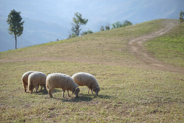 Sheep grazing on the green meadows on the mountain in the North of Thailand.