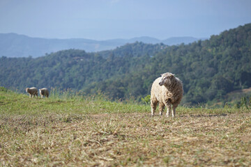 Obraz na płótnie Canvas Sheep in a field with a morning sun.