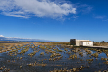 Fototapeta premium paddy fields in winter after harvest. typical white cottage of the ebro delta. Tarragona. Catalonia