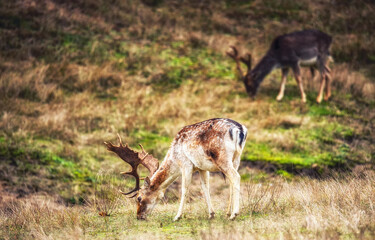 Fallow deer buck (Dama dama) grazing.