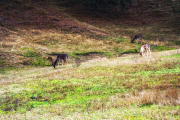 Fallow deer buck (Dama dama) grazing.