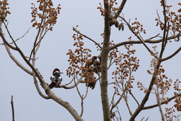 Pic épeiche - 2021 04 16 1613 - Yonne 6517