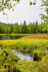étang de la gruère, la gruère, See, Moorsee, Moor, Hochmoor, Wanderweg, Spazierweg, Wald, Waldweg, Wasserpflanzen, Torfmoos, Jura, Naturschutz, Sommer, Herbst, Herbstfarben, Schweiz