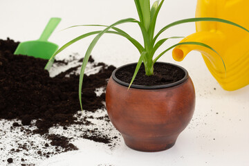Yellow spout of watering can pouring pandanus plant in brown clay pot on white background
