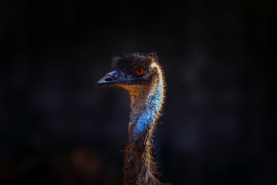 close up head of ostrich against dark background