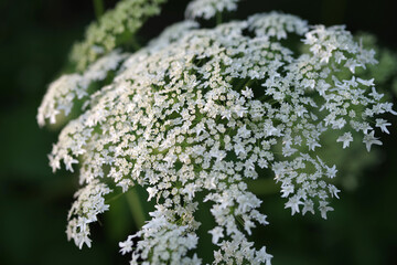 ノラニンジン(野良人参)