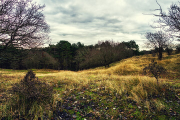 Landscape in the Amsterdamse waterleidingduinen, the Netherlands.