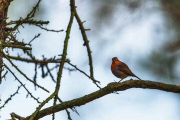 Red robin on a thin branch with bokeh