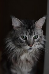 Fototapeta premium black and white cat