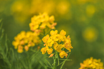 yellow flowers in spring