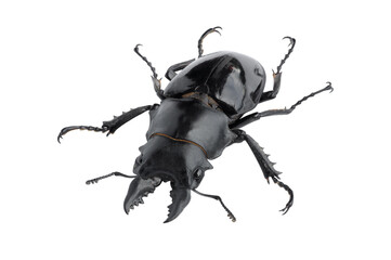 Stag beetle, Dorcus titanus platymelus isolated on white background