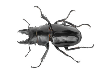 Stag beetle, Dorcus titanus platymelus isolated on white background