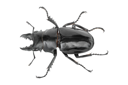 Stag beetle, Dorcus titanus platymelus isolated on white background