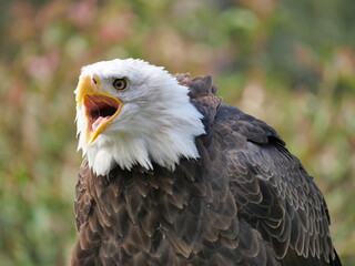 Perched Bald Eagle