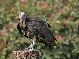 Perched Hooded Vulture