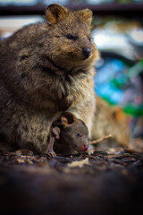 Quokka with Baby