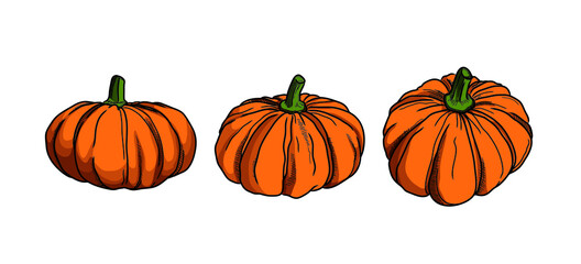 Vector. Orange Pumpkin Set on a white background