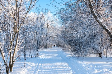 Beautiful day in Winter snowy forest park landscape scenery road Background..