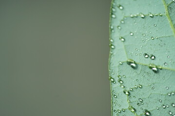 アボカドの葉裏と水滴1