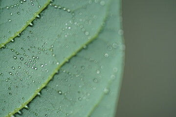 アボカドの葉裏と水滴2