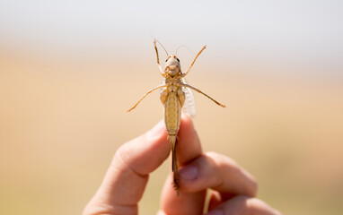 Locust close-up. Caught insect in the human hand. Exotic food in Asia. Invasion of locusts on agricultural fields.