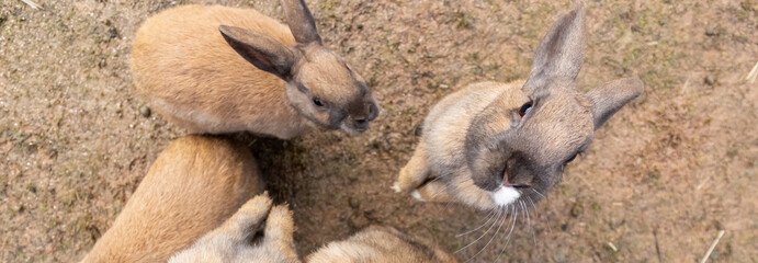 うさぎのアップ
