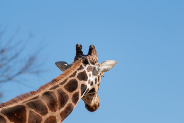 Naklejka premium キリンの後ろ姿