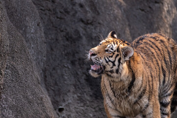 Fototapeta premium 走り出すトラ