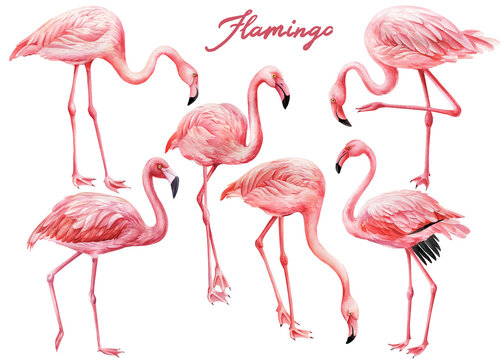 Set of different flamingos birds on white background. Watercolor pink flamingo