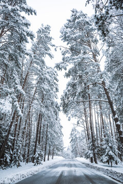 Empty road in snowy winter forest. Tall fir trees landscape. Picturesque view of snow-capped spruces on frosty day. Photo wallpapers. Fabulous nature image. Happy New Year. Beauty of earth. Vertical.