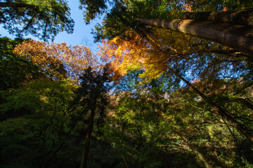 太陽の光に透ける日本の紅葉