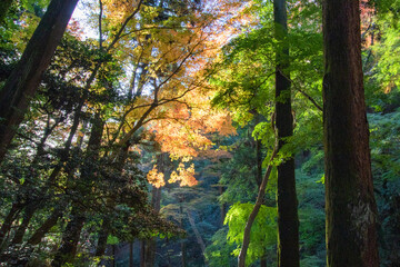 太陽の光に透ける日本の紅葉