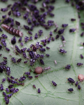 Aphid mummies from wasps in between black bean aphids