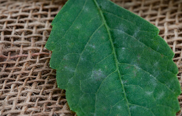 Powdery mildew, fungal disease close- up on infected leaves