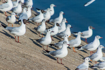 Various Seagulls on a coastline