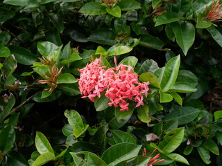 沖縄に咲く赤い花サンダンカ