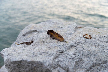 Landscape photo of the old brown falling leaves and flowers on the white rock on the ocean, sea in...