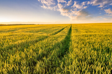 Naklejka premium A country road in a wheaten shiny field duting sunset or sunrise with golden wheat and sun rays, beautiful sky and path, rows leading far away