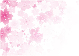 春　桜　花びら　背景
