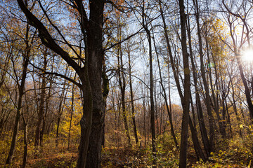 Fototapeta premium deciduous trees in the autumn season during leaf fall