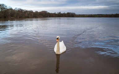 Mute Swan on the Carr Mill Dam