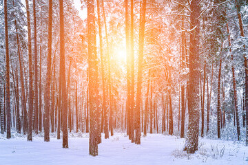Sunbeams streaking through pine trunks in a winter pine forest after a snowfall.