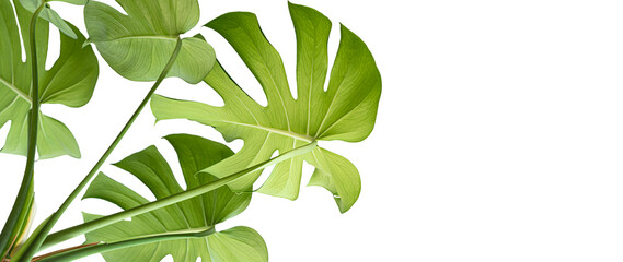 tropical green fresh leaves real monstera horizontal white background with copy space , Monstera...