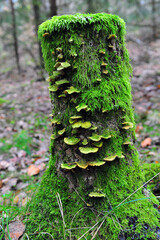 Moss and fungus covered tree stump in forest. Vertical photo.