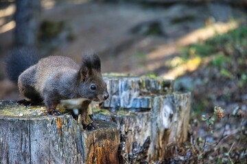 Portrait of eating Eurasian squirrel, Scirius carolinensis, Close-Up Side View Of A Squirrel with peanut